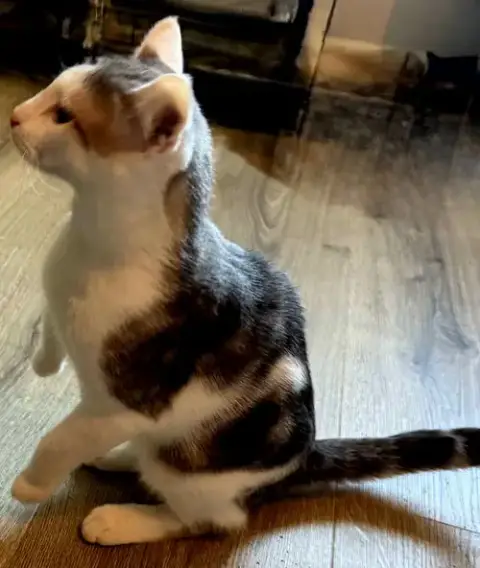 Kitten Gizmo photo 3