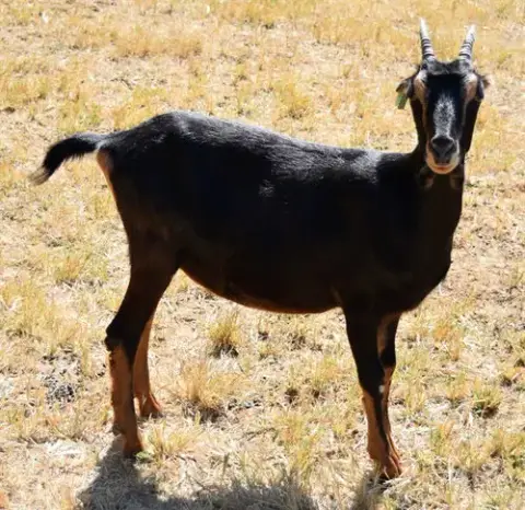 Orbitty