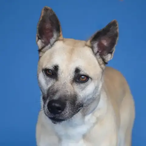 Dora