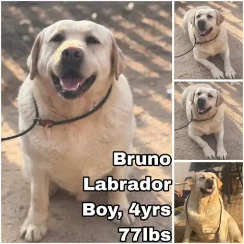Bruno From Korea