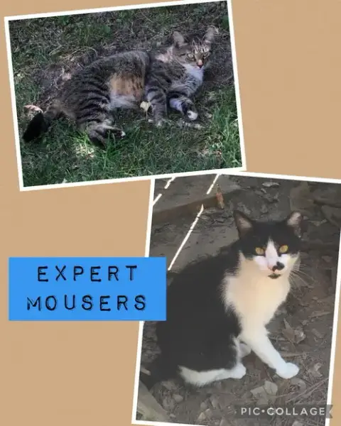 Expert Mouser