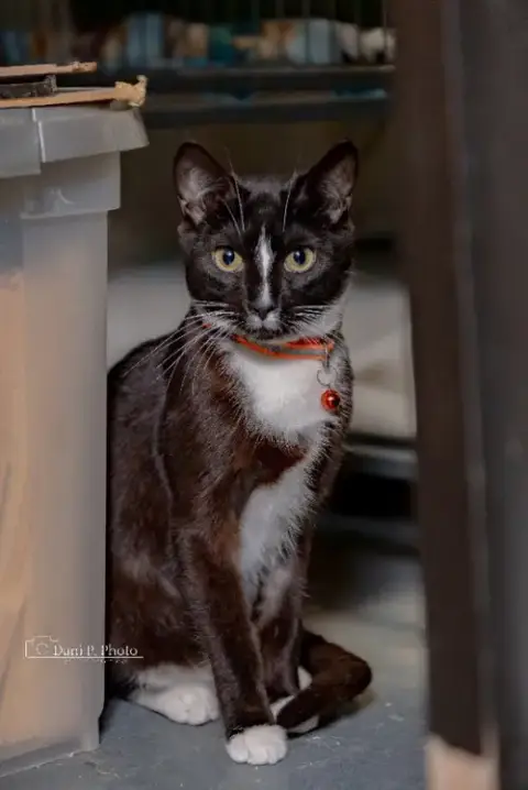 Zorro- Cchs