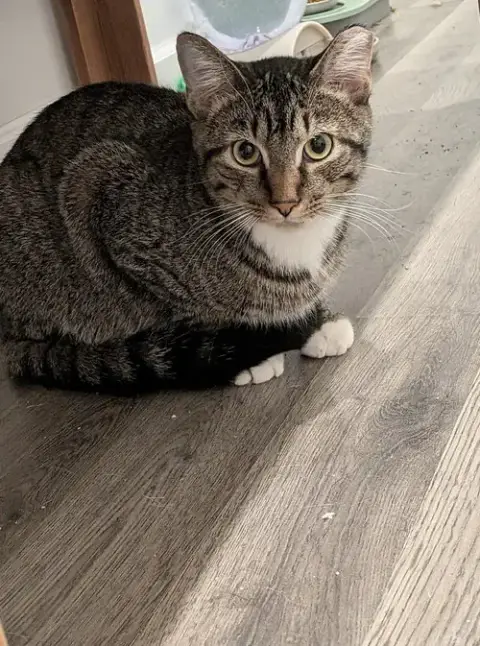 Lucky Louie photo 5