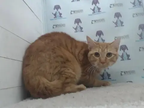 Carrot