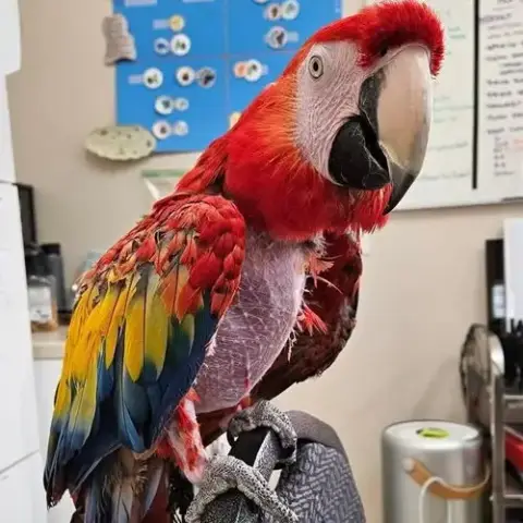 Pepper photo 3