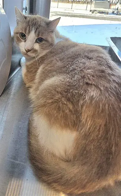 Peter Tiger
