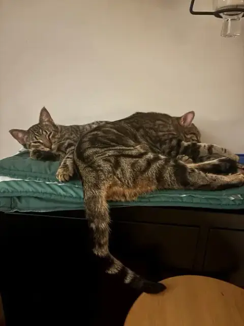 Peanut / Ollie photo 4