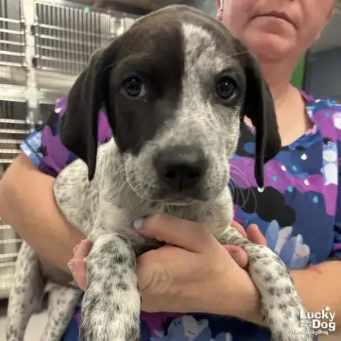 Miss Rosie