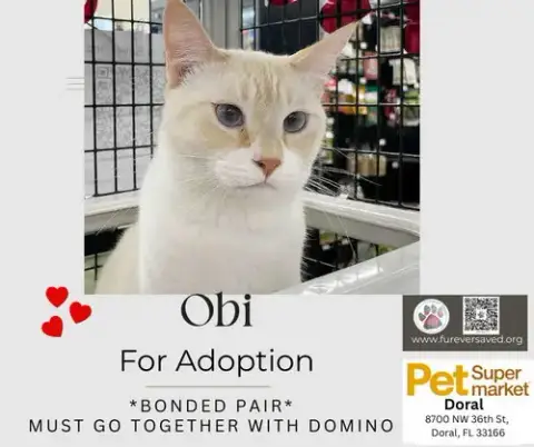 Obi And Domino photo 5
