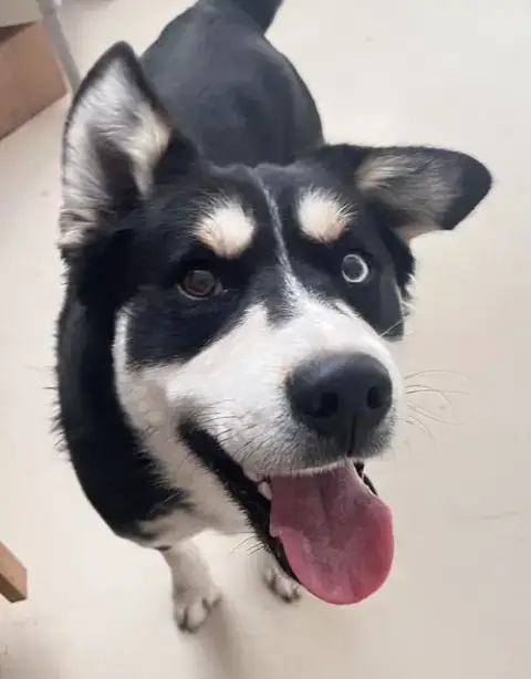 Tundra