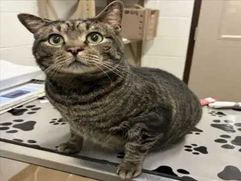 Tigger