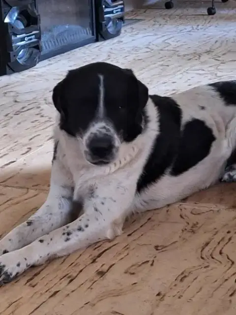 Scout photo 3