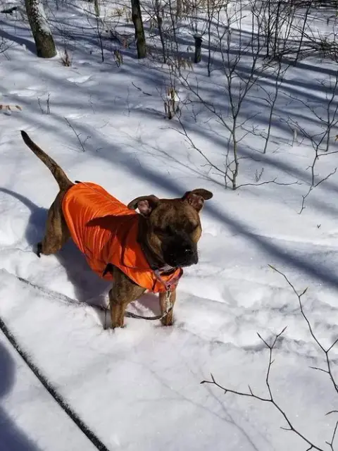 Nala photo 3
