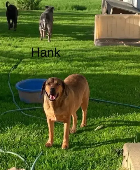 Hank photo 2