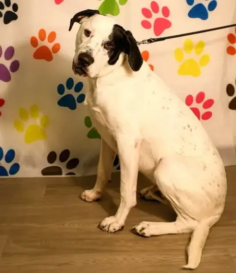 Finn