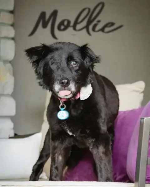 Mollie photo 2