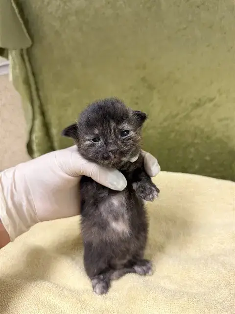 Angel