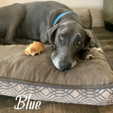 Blue
