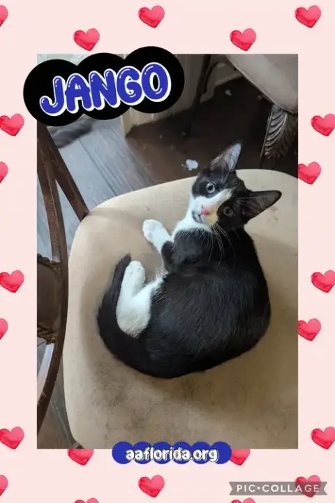 Jango photo 2