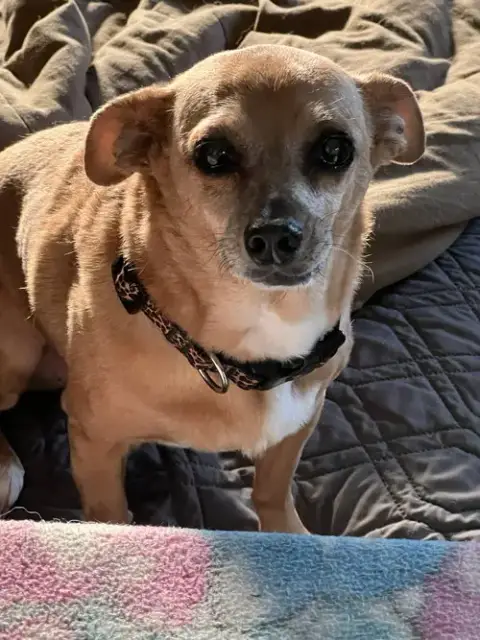 Piper