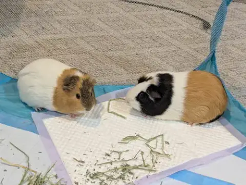 Speedy And Fluffy photo 4