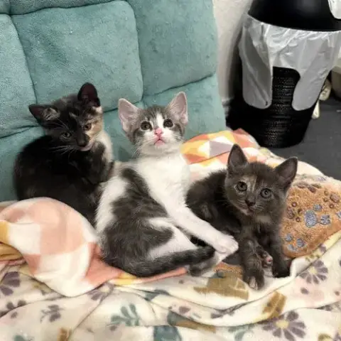 Survivor Litter