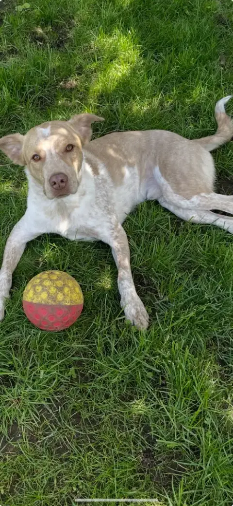 Bubba
