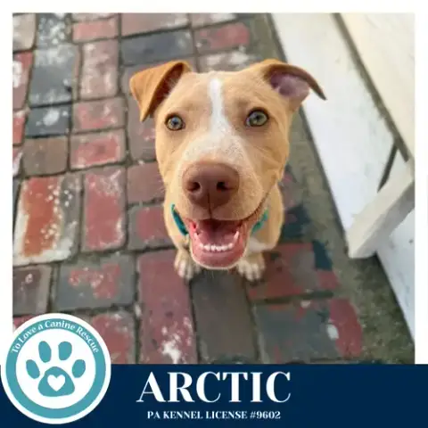 Arctic