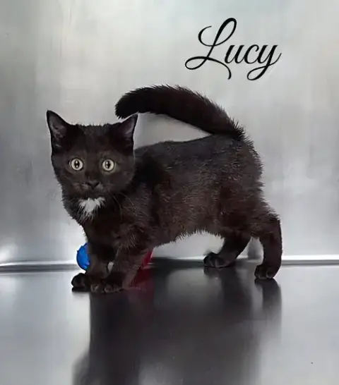 Lucy