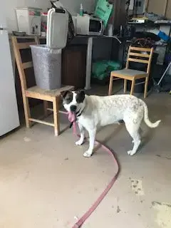Rocky Heeler photo 5