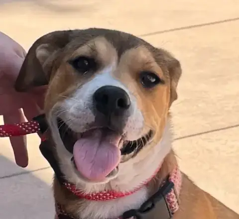 Ella-Cp-Foster Or Adopt Me!
