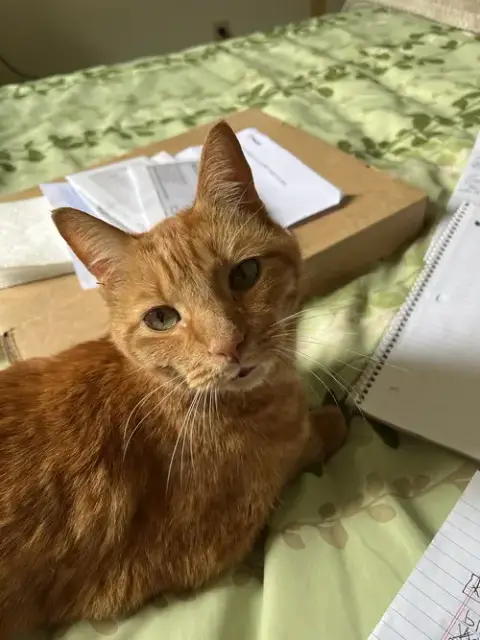 Zz "Oliver" Urgent Courtesy Listing