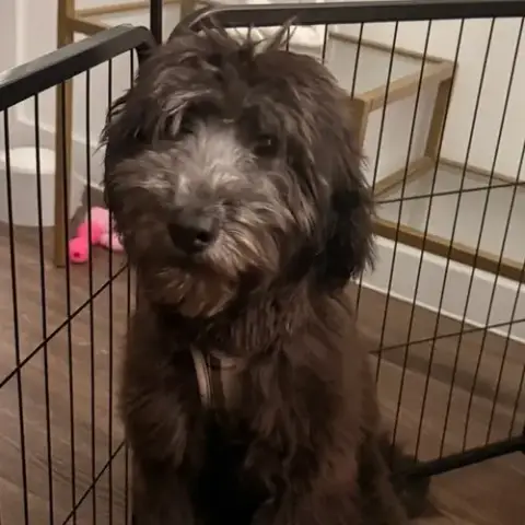 Remmy photo 2