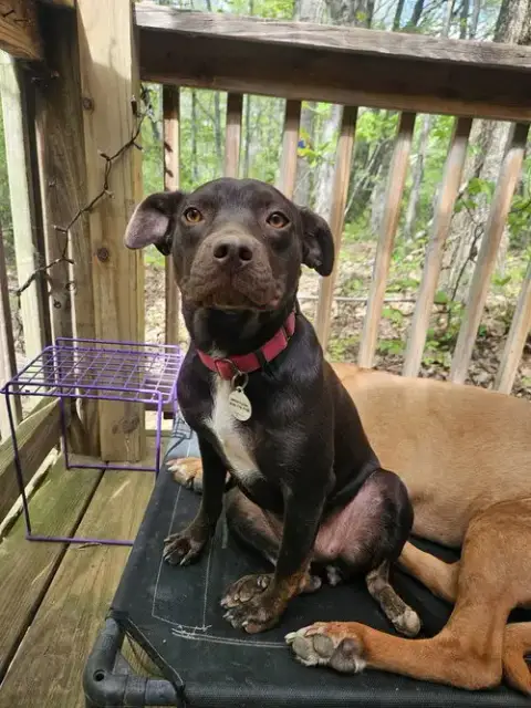Darla