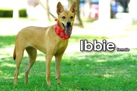 Ibbie From Taiwan photo 4