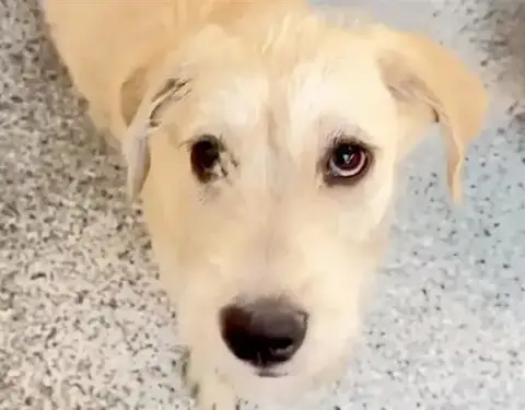 Pippa