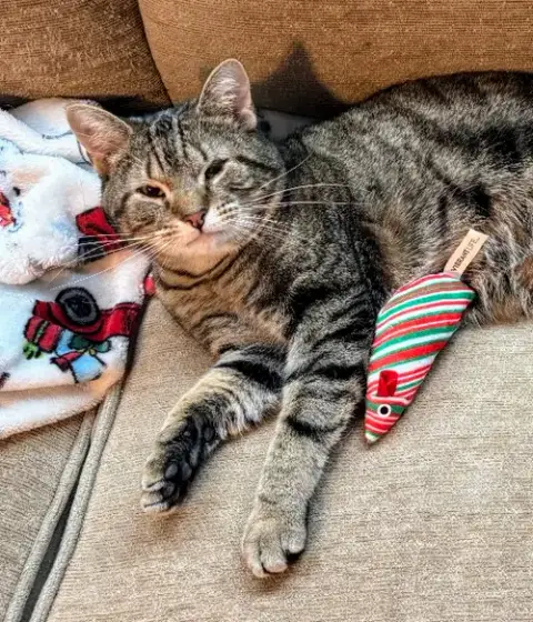 Buddy