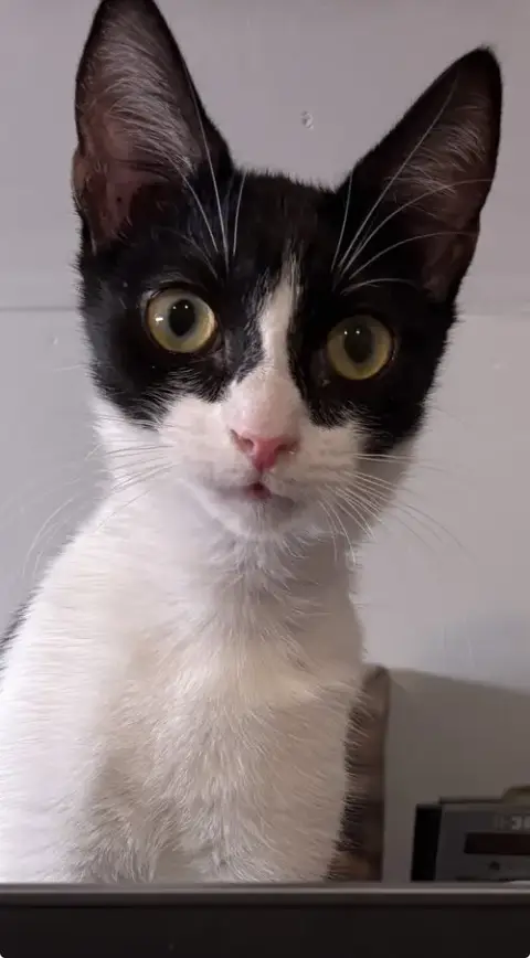 Evie