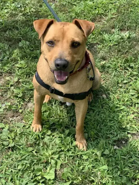 Banjo photo 2