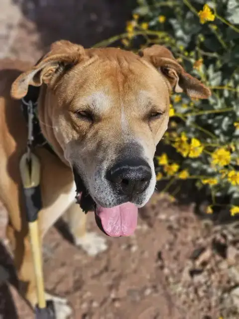Sampson