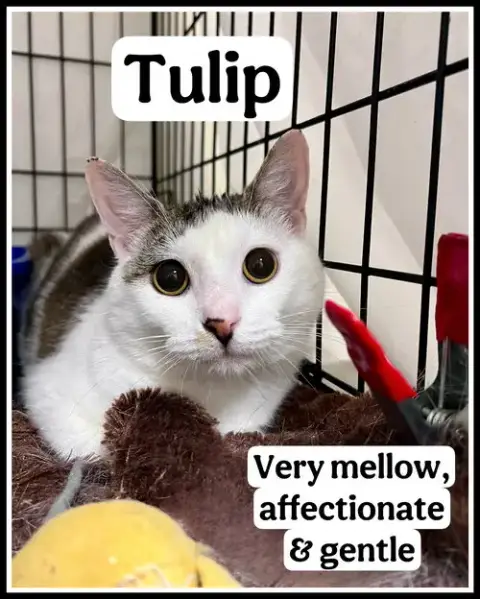 Tulip