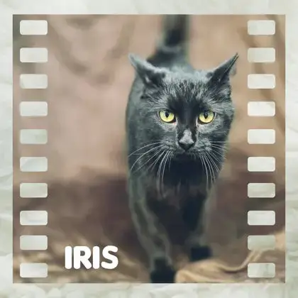 Iris
