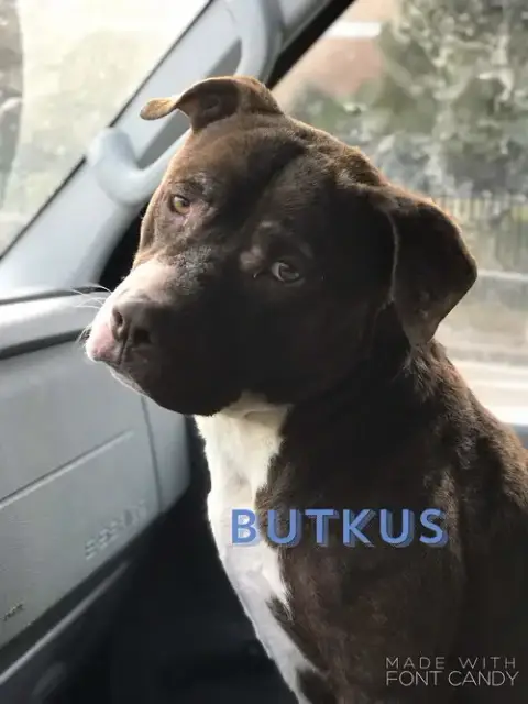 Butkus photo 5