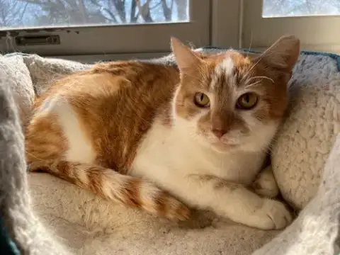 Peaches photo 4