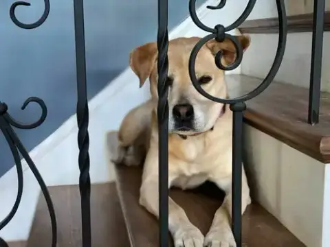Peaches photo 2