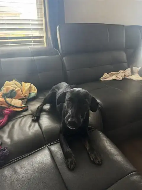 Nova