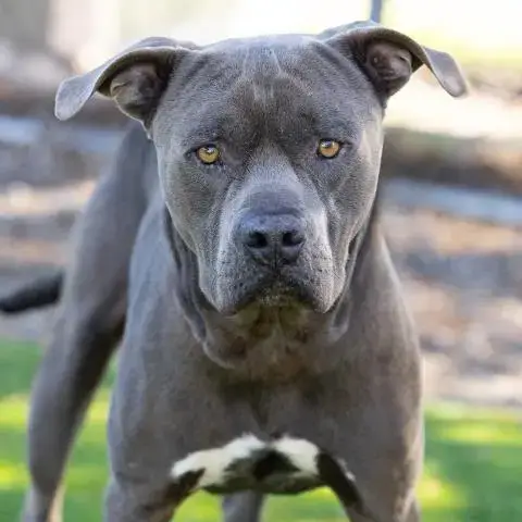 Debo