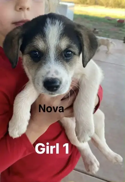 Nova