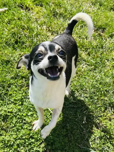 Biscuit