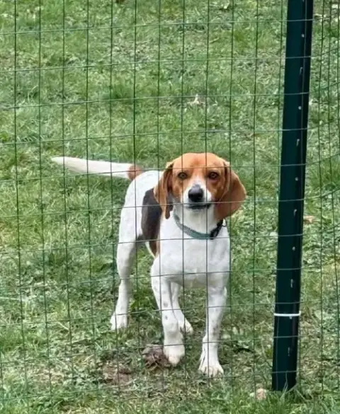 Gus-Beagle Boy